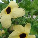 Thunbergia alata 'Susane jaune' fleur